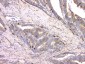 Anti-Cystatin C/CST3 Antibody Picoband™ (monoclonal, 4H8)